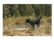Obroża dla psa - 5.11 MISSION READY DOG COLLAR, Kolor: BDLD TN PCTN - 7